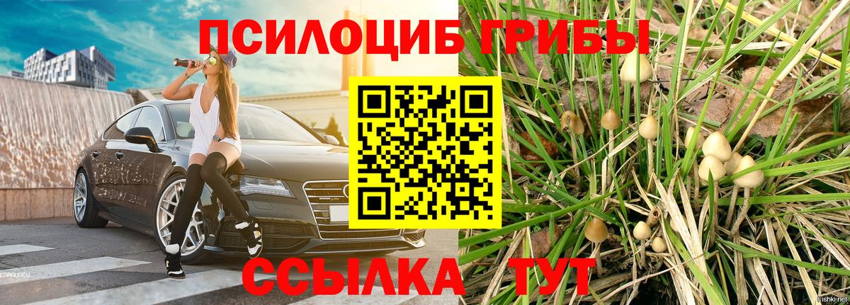 Псилоцибиновые грибы MAGIC MUSHROOMS  Вход с VPN  купить наркоту  Северобайкальск  Псилоцибиновые грибы Psilocybe 
